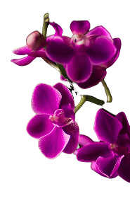 landing-flower1