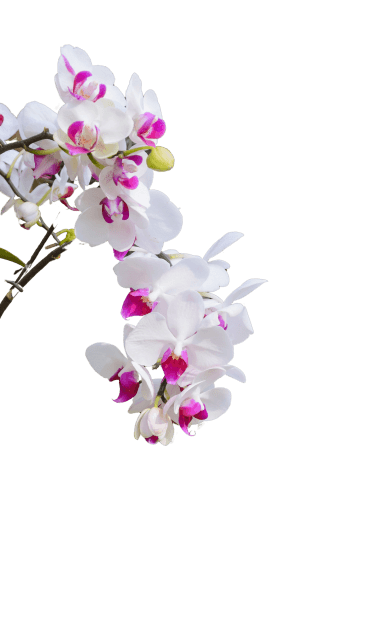 landing-flower2