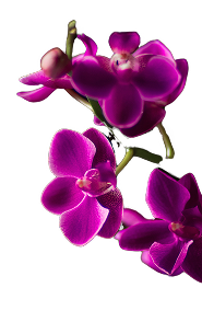 landing-flower1