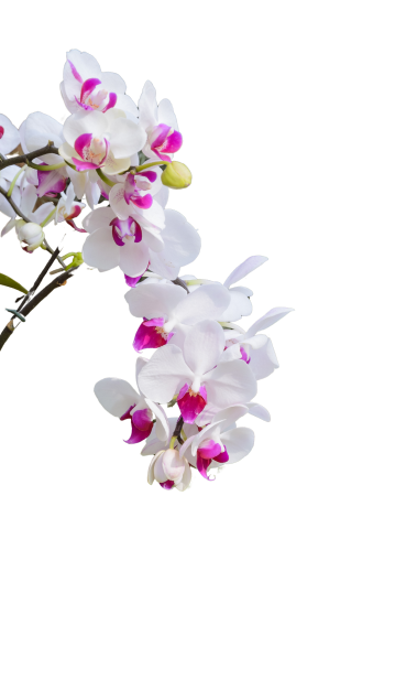landing-flower2