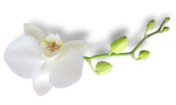 flower-decorator